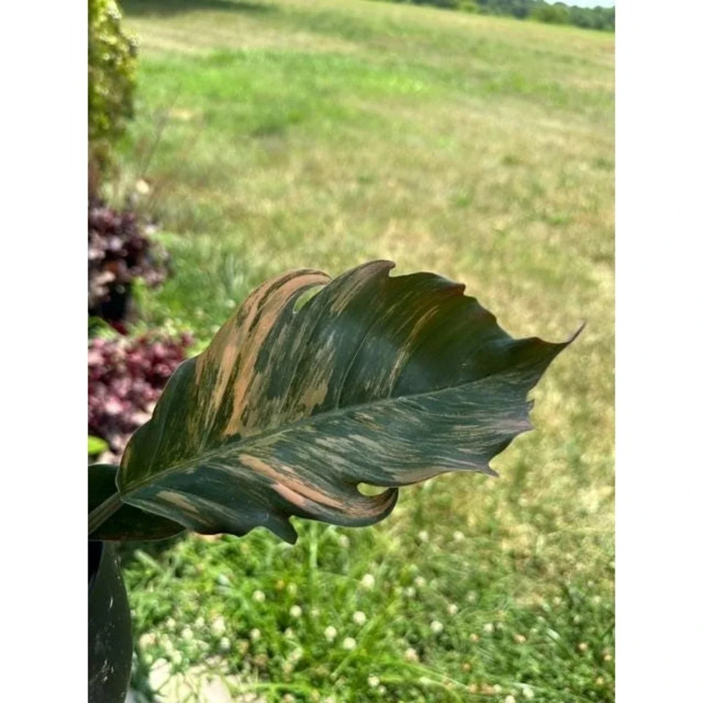 Philodendron Caramel Marble Variegated  Exact Live Rooted Plant - US Seller - C1